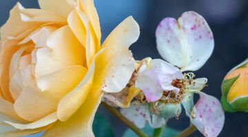 7 Times you can get nature to do your yard work