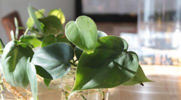 Our 5 favourite air-purifying houseplants