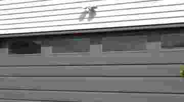 Window Options for New Zealand Garage Doors