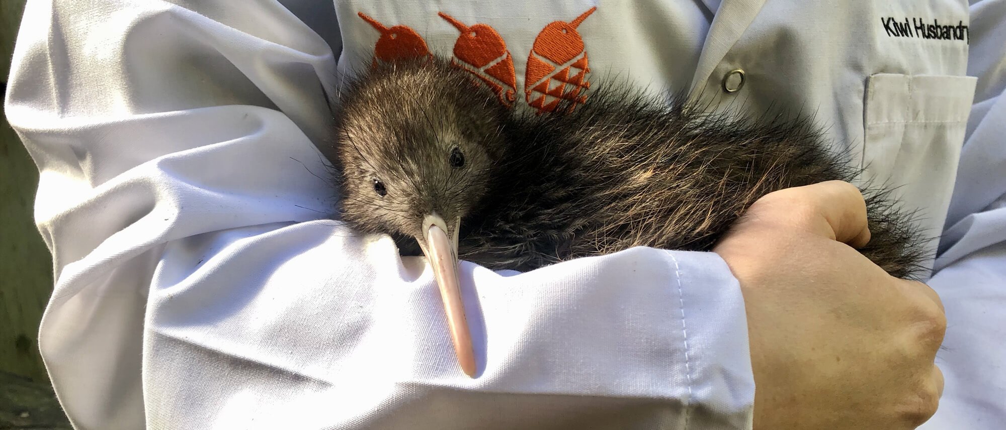 GAR_Nameourkiwi_Aug22_1.jpg