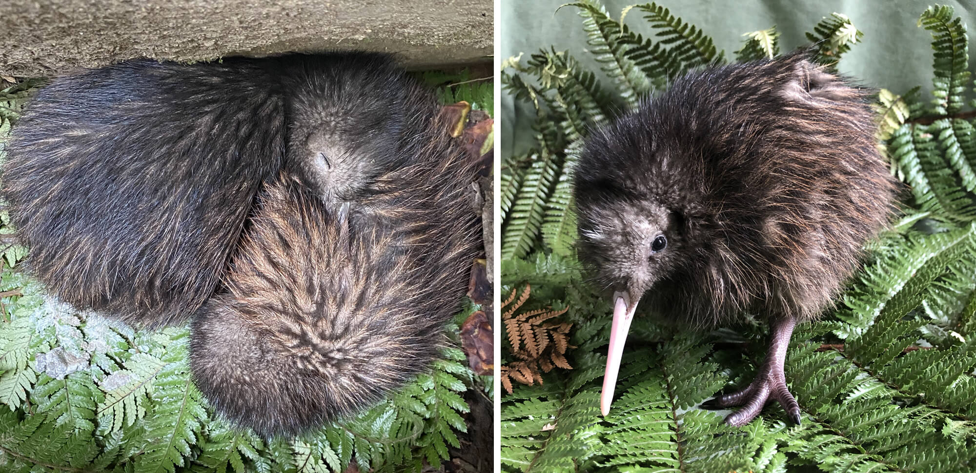GAR_Nameourkiwi_Aug22_3.jpg