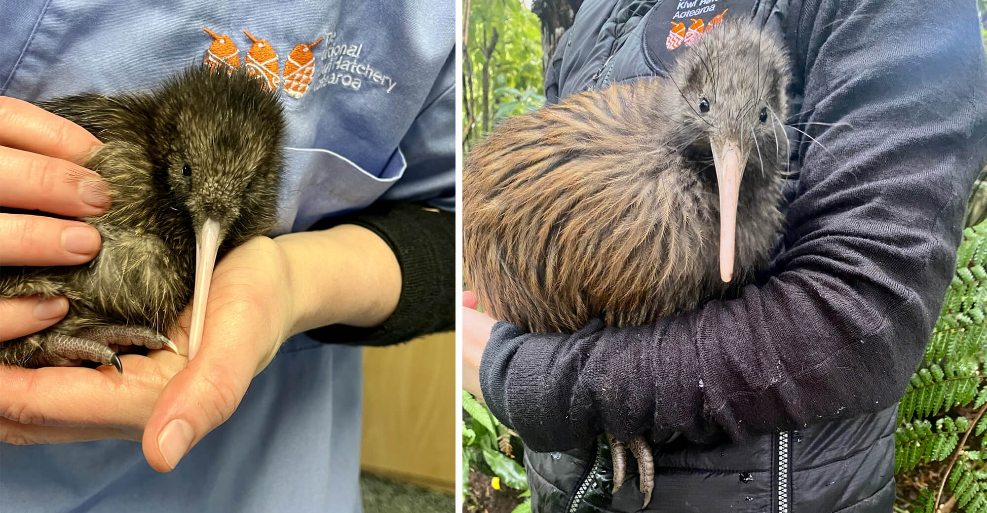 GAR_Nameourkiwi_Aug22_4.jpg
