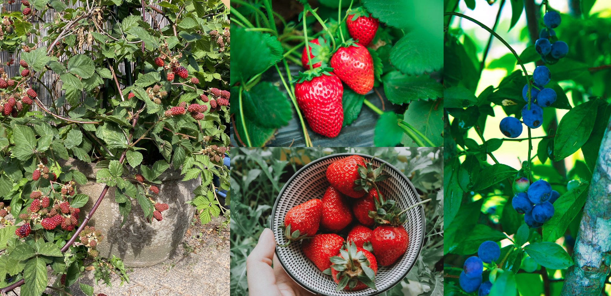 GAR_ContainerGarden_Oct22_Berries.jpg