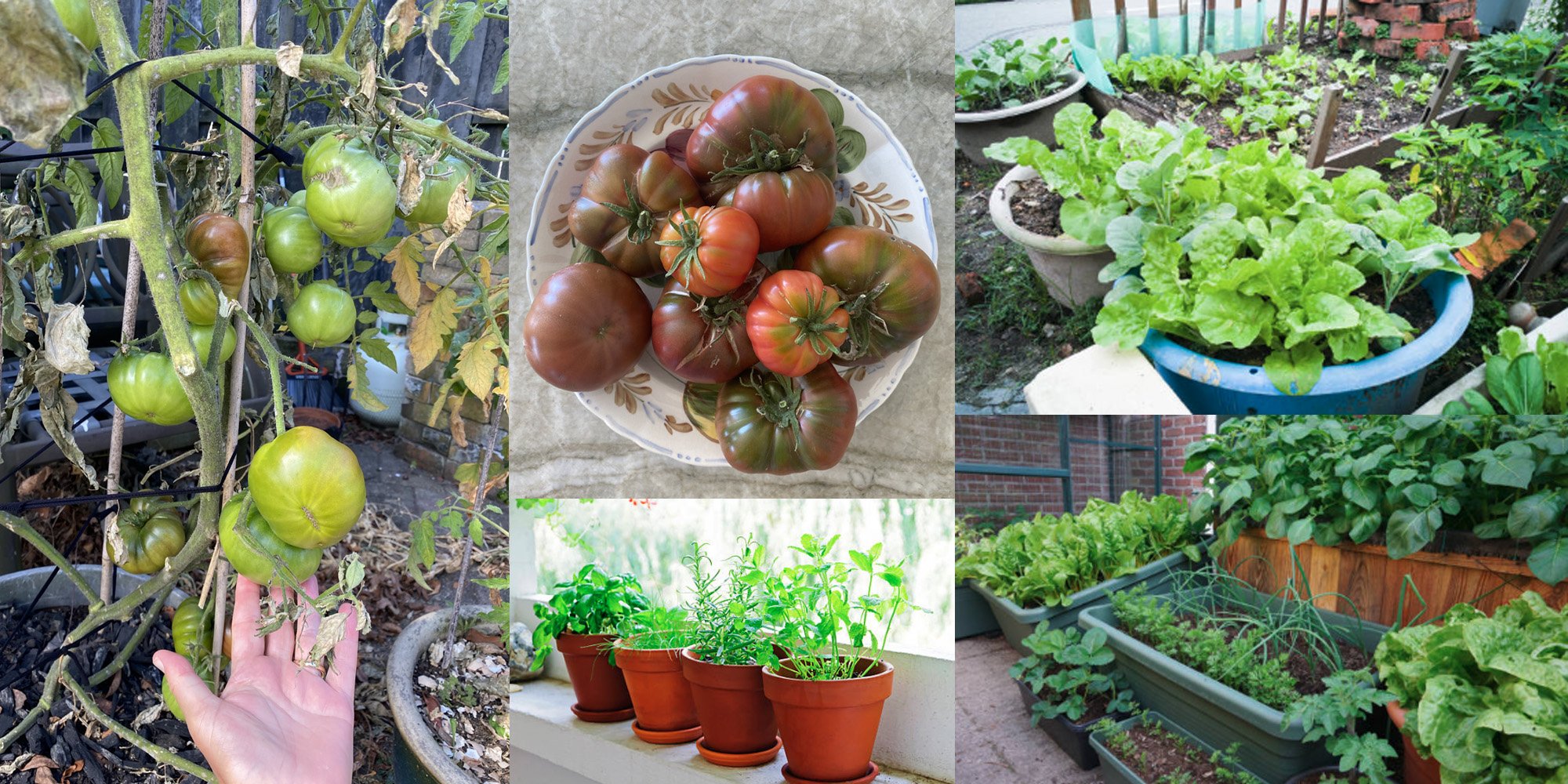 GAR_ContainerGarden_Oct22_veg.jpg