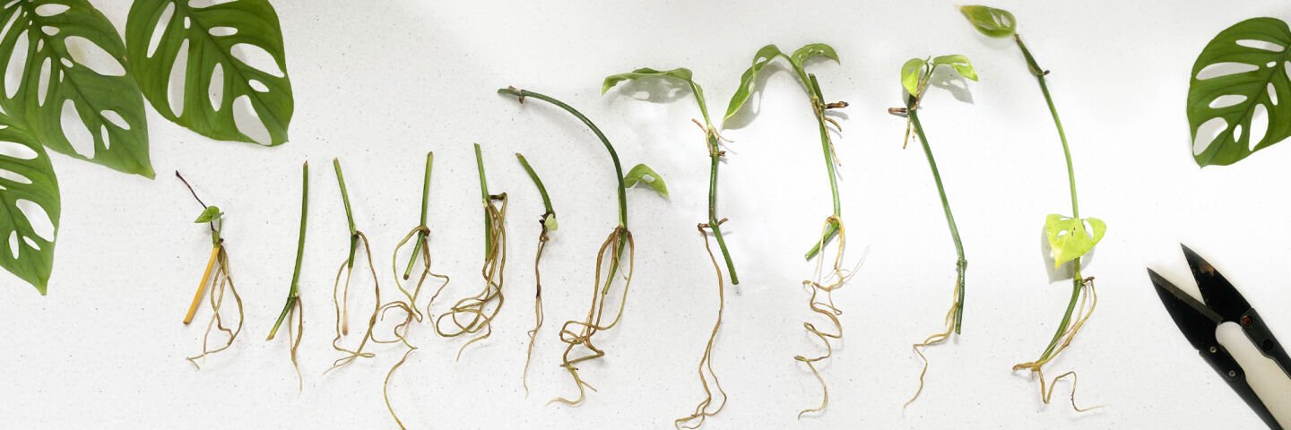 Project: How to propagate houseplants