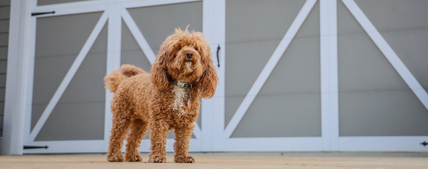 Garage door servicing - dog standing on a driveway outside its house